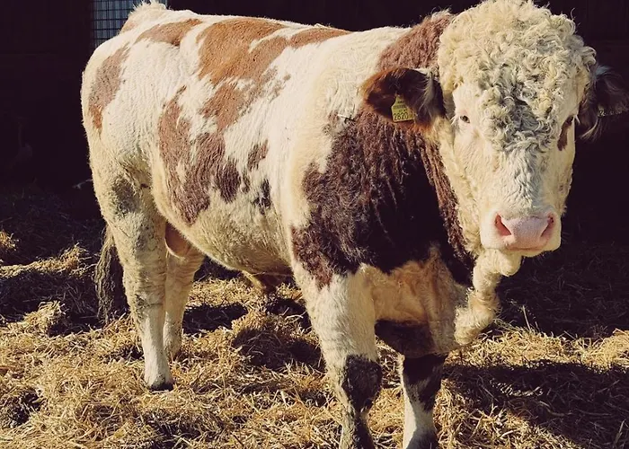 Hébergement de vacances Bergmann *