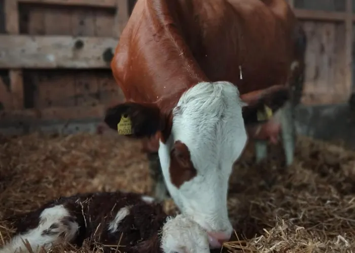 בית נופש Bergmann באד אאוסי