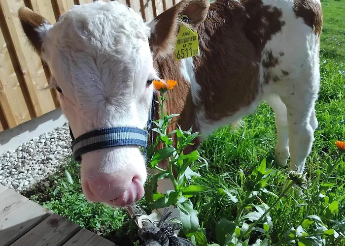 Bergmann * באד אאוסי