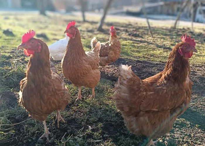 Hébergement de vacances Bergmann *